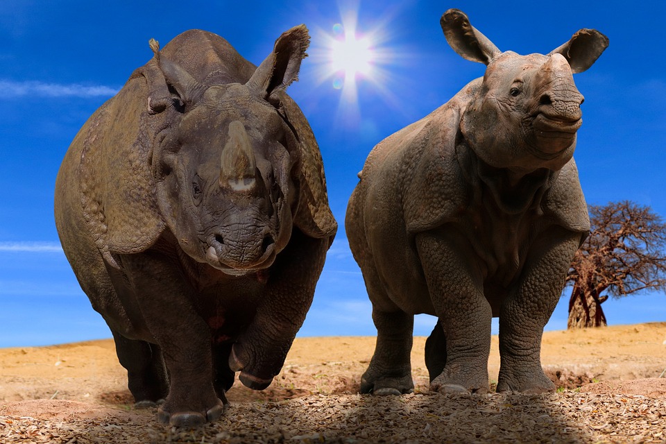 Two rhinoceroses on a dusty savanna under a bright sun, one charging towards the camera and the other standing to the side looking on, highlighting the effects of climate on their habitat.