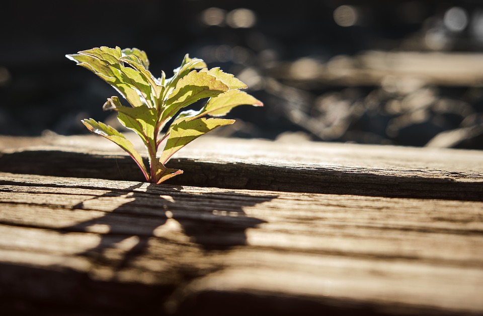 Young plant sprouting through a crack in a wooden surface with sunlight casting its shadow, illustrating resilience amid climate challenges.