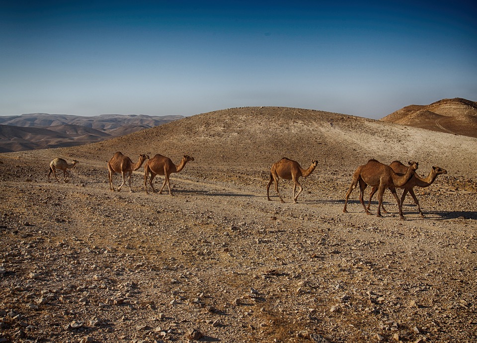A group of camels walking in a line across a rocky desert landscape, adapted to the harsh climate.