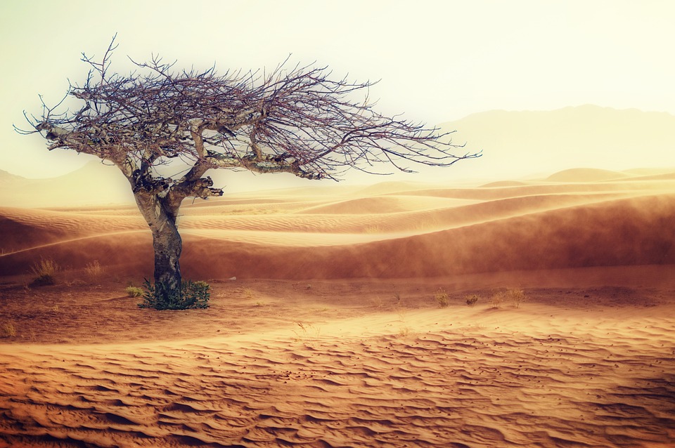 Solitary tree standing amidst desert dunes, a victim of harsh climate.