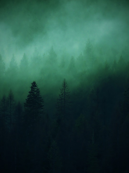A misty forest with layers of trees shrouded in fog, creating a unique climate.