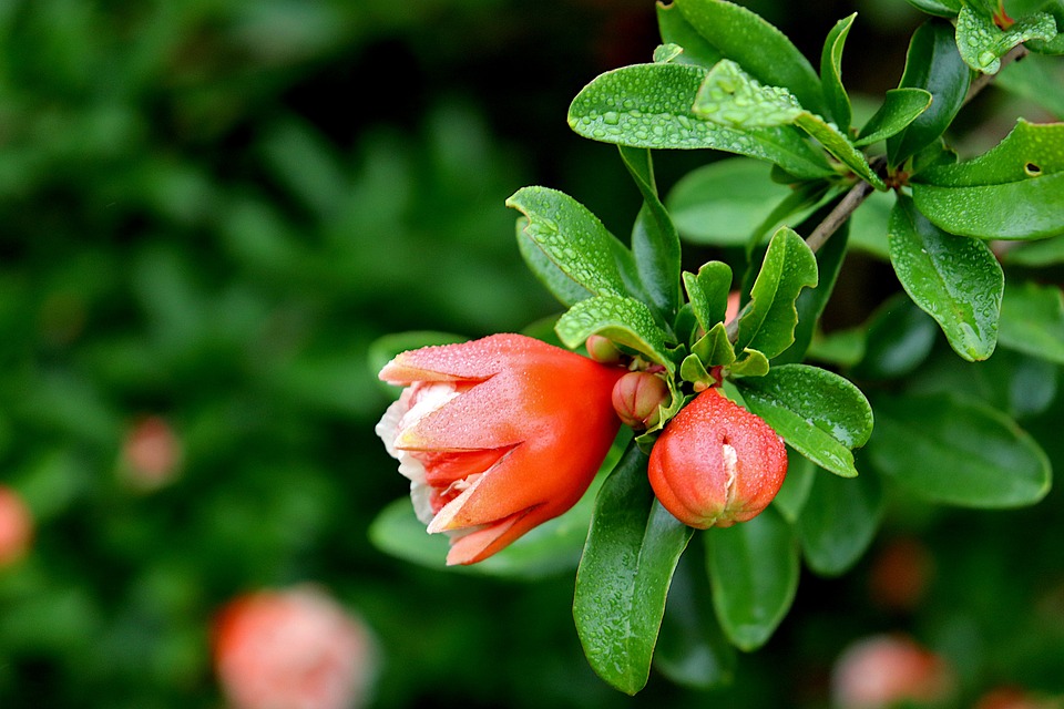 A budding pomegranate flower with water droplets on its petals and leaves, thriving in a favorable climate.