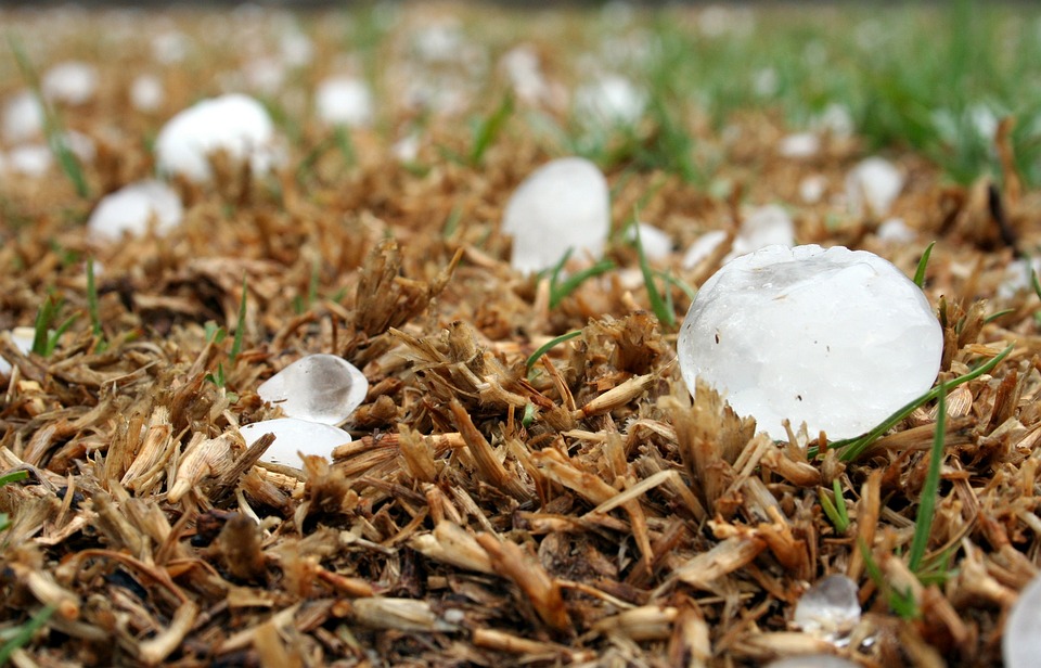 Climate-induced ice hailstones on grass after a hailstorm.