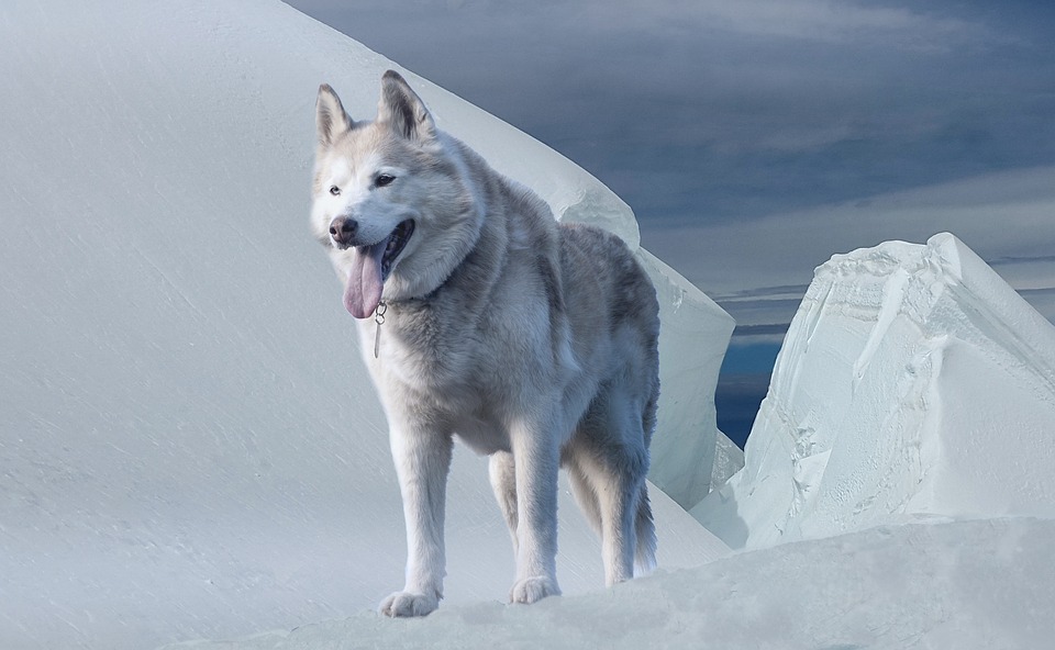 Siberian husky standing on a snowy incline against a backdrop of ice formations and a cloudy sky, highlighting the region’s cold climate.