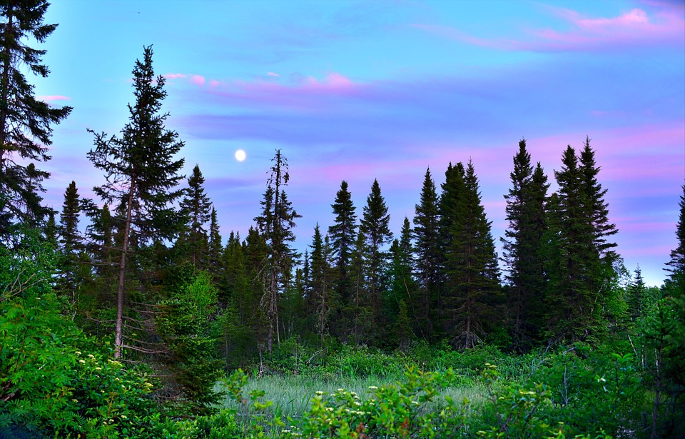 A serene twilight sky with shades of pink and blue above a forest of evergreen trees, influenced by the local climate, with the moon visible in the distance.