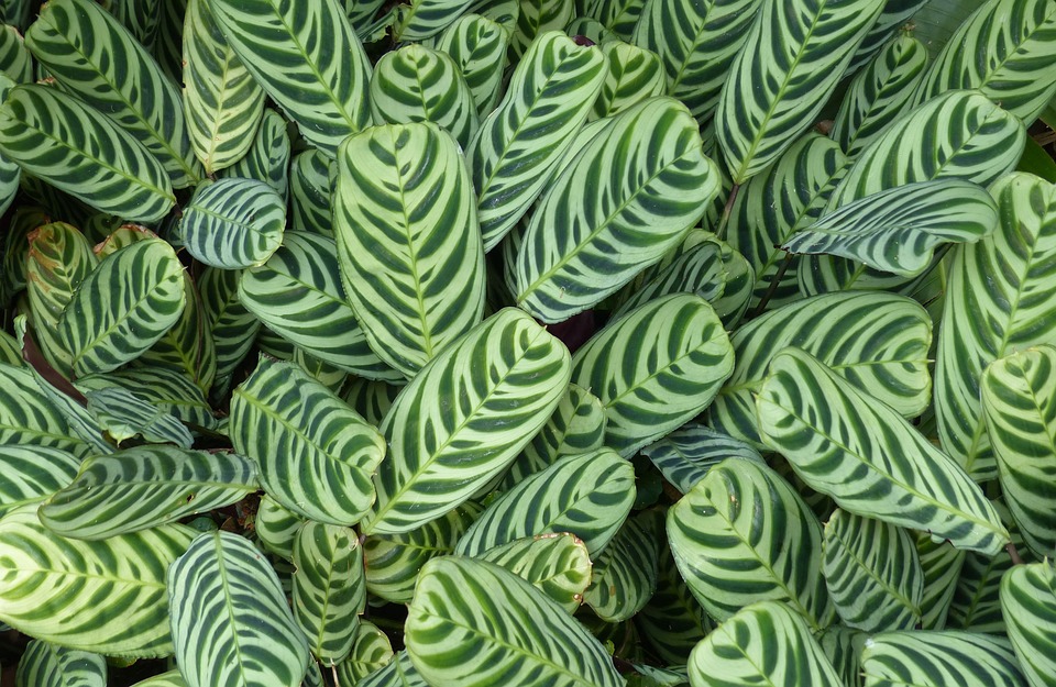 A dense cluster of maranta leuconeura, commonly known as prayer plants, showcasing green leaves with unique variegation patterns, thrives in a humid climate.