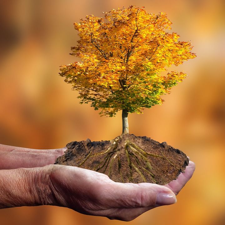 A hand holding a small section of earth with a vibrant autumnal tree, symbolizing the impact of climate on seasonal changes.