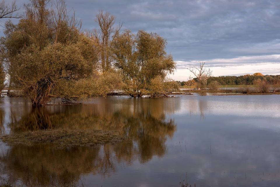 Tranquil scene of trees partially submerged in calm waters under a cloudy sky at dusk, hinting at the impacts of climate change.