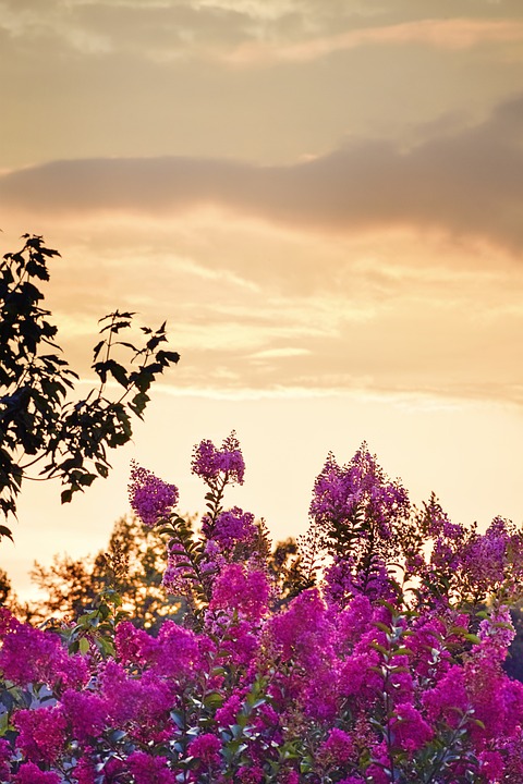 Sunset sky with vibrant pink flowers in the foreground, reflecting the climate's influence.
